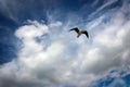 Gull in the sky, Cape Town harbor