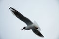 Gull sky day rain flies wings feathers beak tail Royalty Free Stock Photo