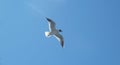 gull sky flight Royalty Free Stock Photo