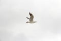 Gull and sky