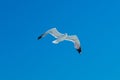 Gull in sky Royalty Free Stock Photo