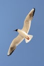 Gull sky freedom flight blue bird forward diagonal Royalty Free Stock Photo