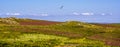 A gull soars over the Campion carpeted landscape of Skomer Island, Wales