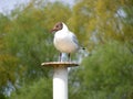 Gull standing on a bollard