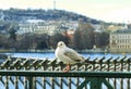 Gull standing on a bridge. White grey sea gull standing on the railing of a wooden promenade bridge. Royalty Free Stock Photo