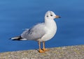 Gull standing on embankment stone