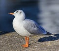 Gull standing on embankment stone