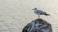 A gull standing on a rock with water in the background. A gull at the Black Sea Coast in Nessebar, Bulgaria. A Kingfisher, sea mew Royalty Free Stock Photo