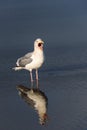 Gull standing in water at the tideline, calling out, on a sunny day, reflection on wet sand, Ocean Shores, Washington State Royalty Free Stock Photo