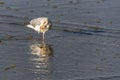 Gull standing in water at the tideline, itching face, on a sunny day, reflection on wet sand, Ocean Shores, Washington State Royalty Free Stock Photo