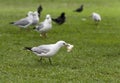 Gull stole a piece of bread Royalty Free Stock Photo