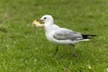 Gull stole a piece of bread Royalty Free Stock Photo