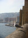 Gull on the boundaries of a castle on the sea to Naples in Italy. Royalty Free Stock Photo