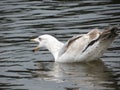 Focus - seagull Royalty Free Stock Photo