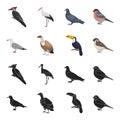 Gull, toucan and other species. Birds set collection icons in black,cartoon style vector symbol stock illustration web.