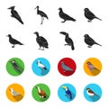 Gull, toucan and other species. Birds set collection icons in black,flet style vector symbol stock illustration web.