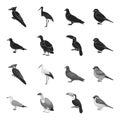 Gull, toucan and other species. Birds set collection icons in black,monochrome style vector symbol stock illustration