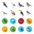 Gull, toucan and other species. Birds set collection icons in cartoon,flat style vector symbol stock illustration web.