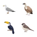 Gull, toucan and other species. Birds set collection icons in cartoon style vector symbol stock illustration web.