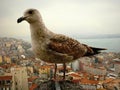 Gull on the tower