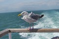 Gull on traject