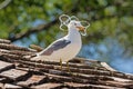 Gull Trapped In Plastic Royalty Free Stock Photo