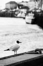 Gull at the Trouville harbor