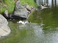 A gull is trying to find some fish Royalty Free Stock Photo