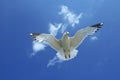 Gull Underneath - Lighther Blue Royalty Free Stock Photo