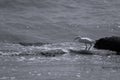 Gulls in Venice