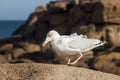 Gull walking on rock