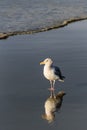 Gull walking at the tideline on a sunny day, reflection on wet sand, Ocean Shores, Washington State Royalty Free Stock Photo