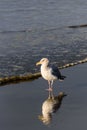 Gull walking at the tideline on a sunny day, reflection on wet sand, Ocean Shores, Washington State Royalty Free Stock Photo