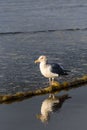 Gull walking at the tideline on a sunny day, reflection on wet sand, Ocean Shores, Washington State Royalty Free Stock Photo