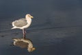 Gull walking at the tideline on a sunny day, reflection on wet sand, Ocean Shores, Washington State Royalty Free Stock Photo