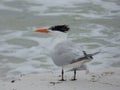 Gull on watch