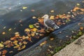 Gull in the water with autumn leaves Royalty Free Stock Photo