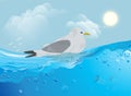 Gull on the water