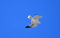 A Gull Winged Sea Bird Royalty Free Stock Photo