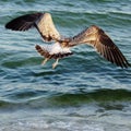 Gulls and albatrosses. Life of seabirds