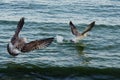 Gulls and albatrosses. Life of seabirds