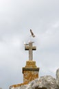 Gulls upon and around a stone cross Royalty Free Stock Photo