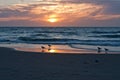 Gulls on the background of the sunset, the shore of the northern sea. Netherlands. Travels