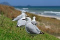 Gulls at the beach