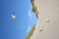 Gulls at a beach Royalty Free Stock Photo