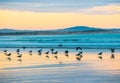 Gulls on the beach with reflections in the water and sunset light in Essaouira, Morocco Royalty Free Stock Photo