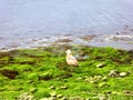 A gulls on beach Royalty Free Stock Photo