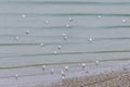 Gulls on the beach. A seagull bird is walking on the beach. Many gulls walk along the sand on the beach near the sea. Evening beac Royalty Free Stock Photo