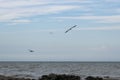 Gulls on the beach. Seagulls fly over the sea. Royalty Free Stock Photo