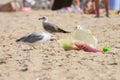 Gulls on the beach seaside dragged a bag of food Royalty Free Stock Photo